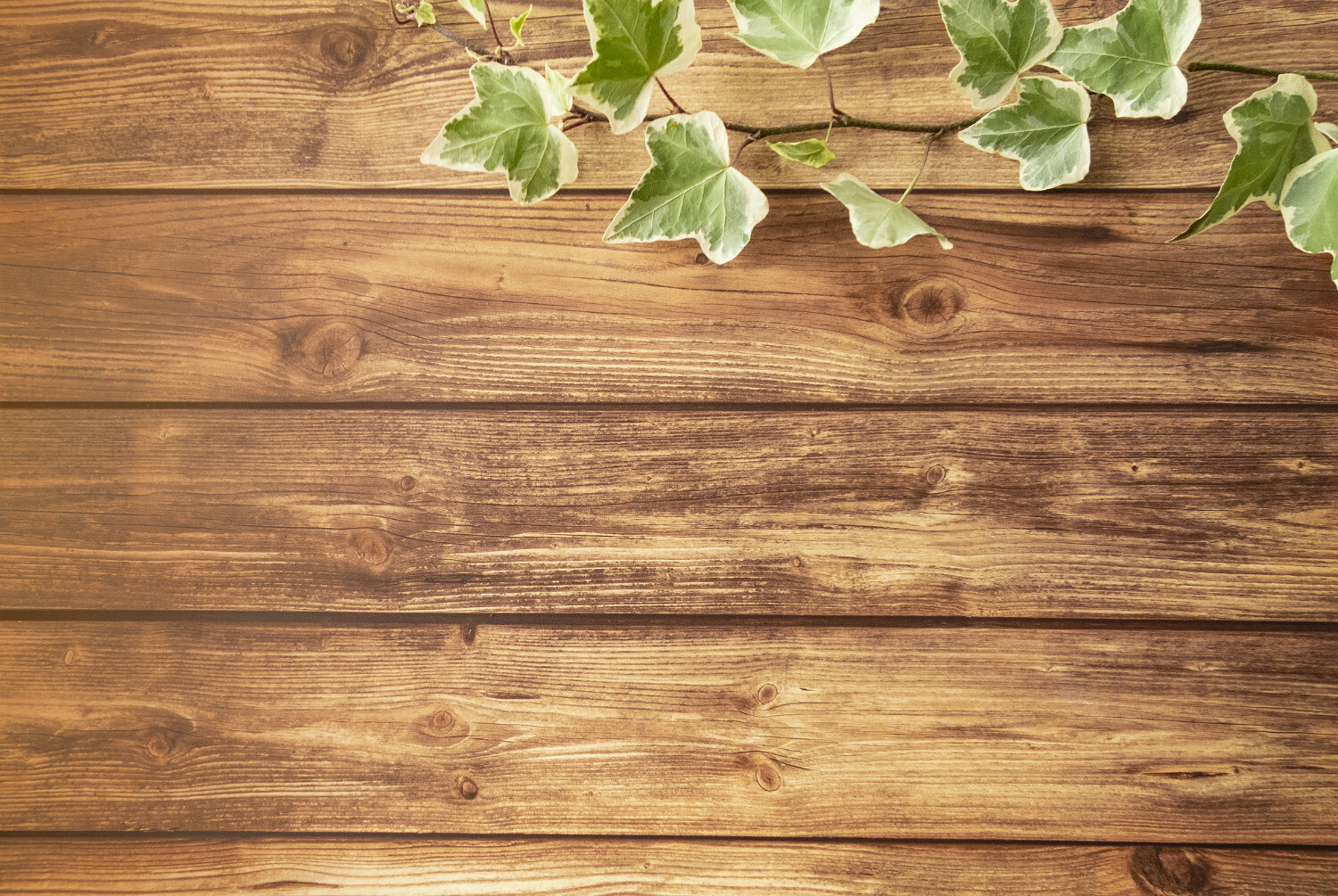 一緒に働く仲間を探しています